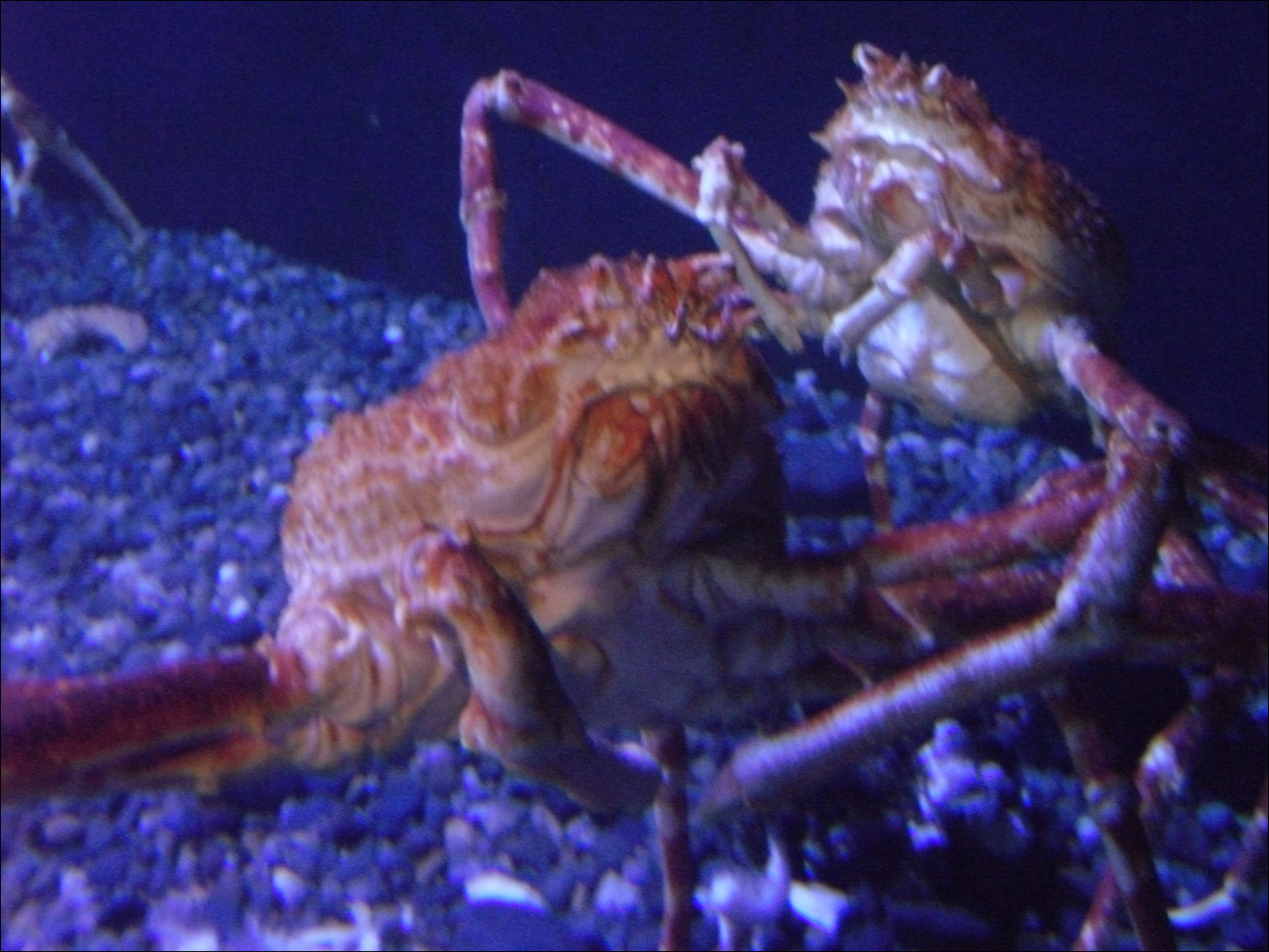 Newport, OR- Oregon Coast Aquarium-Japanese spider crab